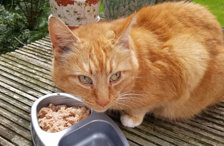 小猫挑食不吃饭怎么办 小猫挑食不吃饭怎么办