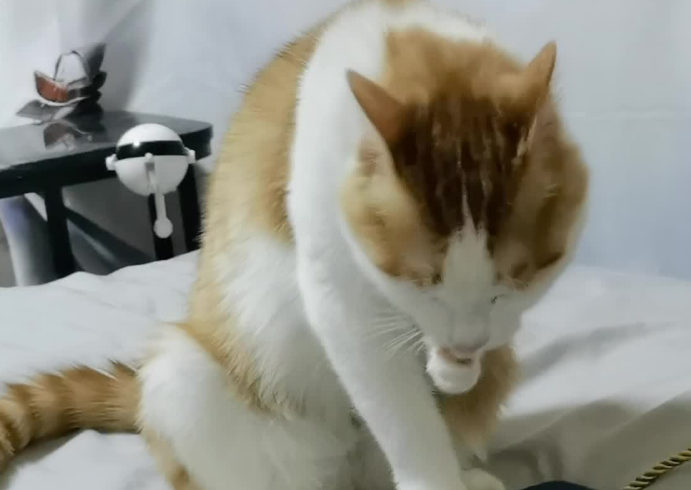 猫后腿无力走路摇摇晃晃
