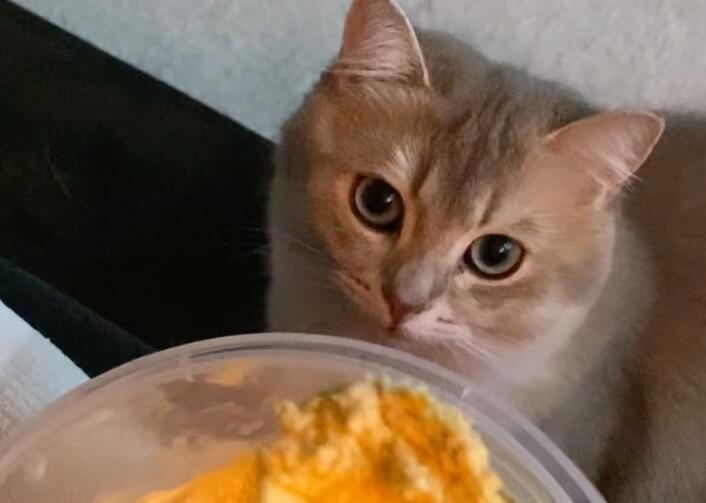 猫咪不喜欢人类吃饭为什么呢
