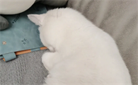 为什么猫咪总在家睡觉不动了