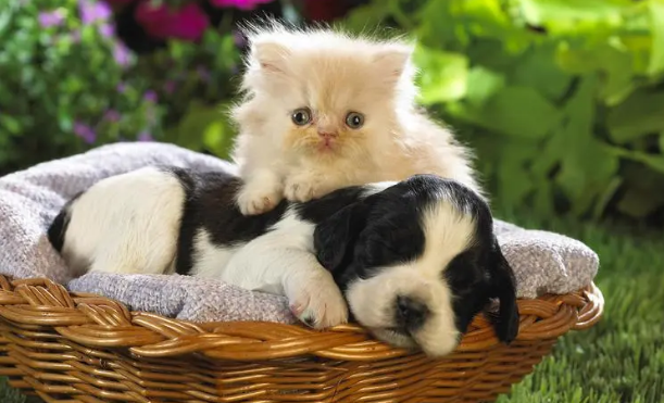 猫的智商真的比狗低吗 猫的智商真的比狗低吗