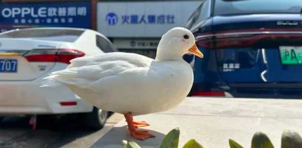 宠物鸭散步被掳差点成“老鸭煲”,行拘! 宠物鸭散步被掳差点成“老鸭煲”,行拘!