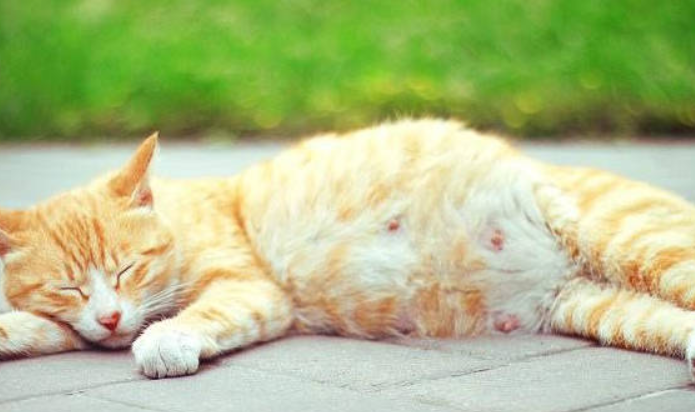 猫咪要生产前的症状