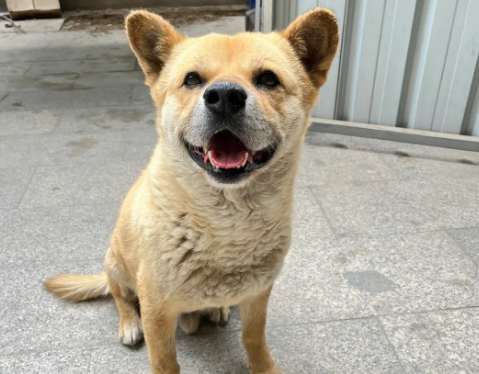 土狗多久认主人?你了解过吗? 土狗多久认主人?你了解过吗?