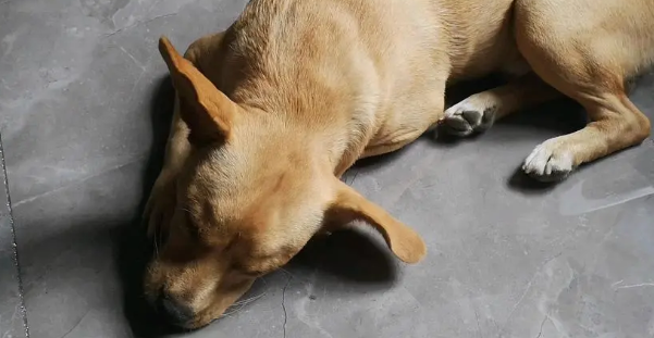 狗狗一直喘气但是羊水不破