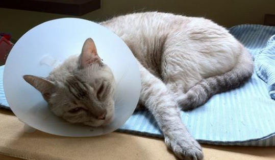 猫内脏出血会自愈吗