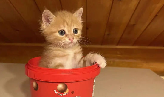 猫不吃东西还呕吐是什么原因啊？