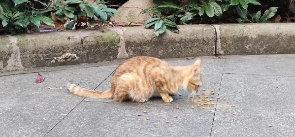 猫逃跑了怎么找回来呢