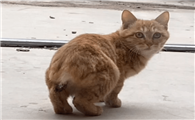 不能给猫咪断尾的原因