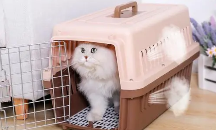 飞机上能带猫吗