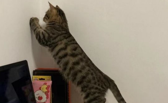 养猫如何驱蚊推荐狗粮吃的