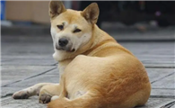 中华田园犬什么东西不能吃？哪些食物禁止喂食？