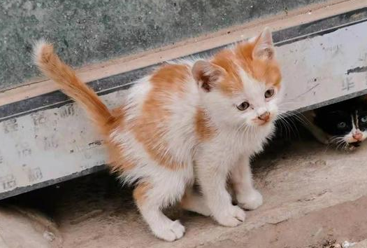 小猫跑出去了怎么找