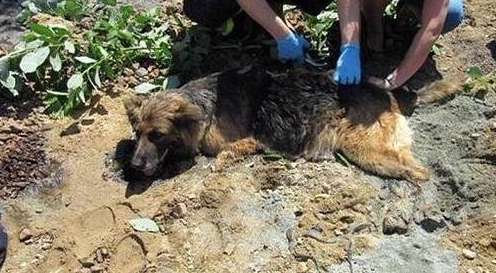 狼犬在路边晒太阳睡觉，结果沥青融化与它“融为一体”，幸得救助