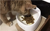 如何正规途径买猫狗粮呢