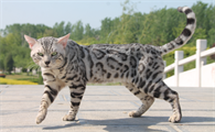 孟加拉豹猫适合家养吗