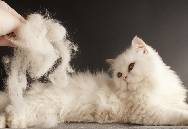 猫咪春季掉毛持续多久
