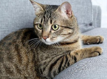 狸花猫为什么会咕咕咕叫怎么回事，看这里~