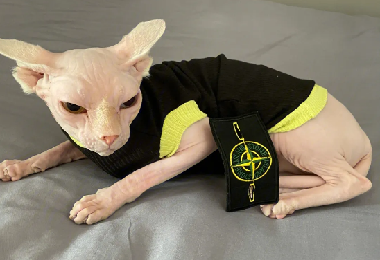 斯芬克斯猫配英短