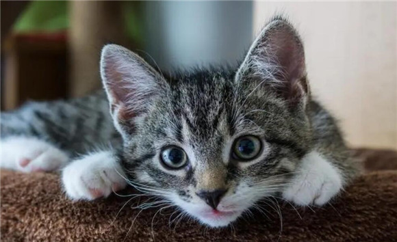 猫咪为什么突然乱咬我手指头
