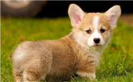 中小型犬推荐养什么品种