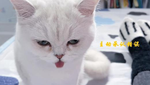 小猫咪故意弄坏主人的东西,嫁祸给哥哥 小猫咪故意弄坏主人的东西,嫁祸给哥哥