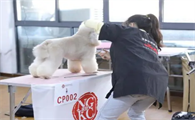 宠物美容c级考试的流程