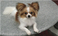 蝴蝶犬谁养谁后悔