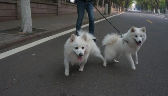 买狗先付定金靠谱吗