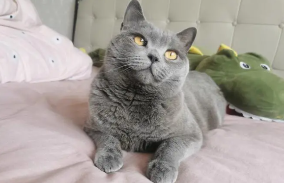 蓝猫一生打几次疫苗 蓝猫注射疫苗的时间你都记好了吗? 蓝猫一生打几次疫苗 蓝猫注射疫苗的时间你都记好了吗?