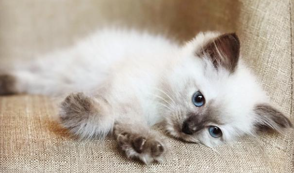 猫咪总是在凌晨三四点呕吐怎么回事啊？