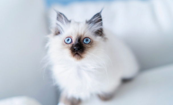 假性猫瘟的症状