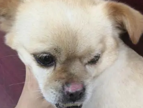 为什么狗狗的鼻子变色了呢