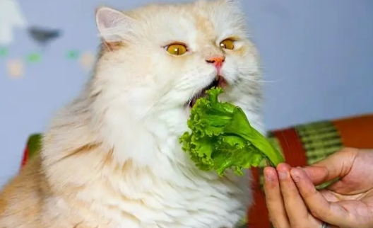 为什么不能给猫咪吃蔬菜