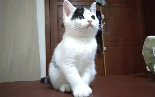 美短净梵是什么品种的猫
