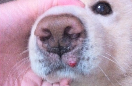 狗狗嘴上长菜花瘤怎么办