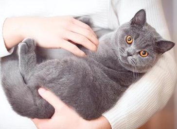怀孕的猫猫为什么黏人