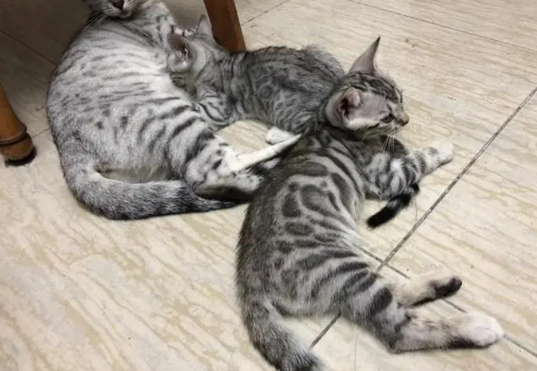 豹猫和美短的杂交照片