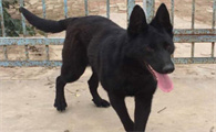 黑狼犬优点与缺点