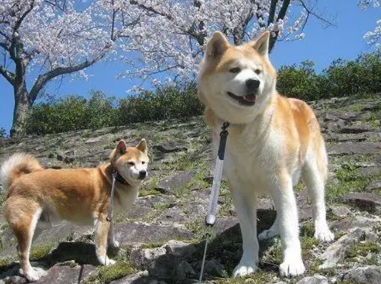 豆柴和柴犬对比照片 豆柴和柴犬对比照片