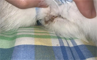 母猫尿道口有褐色分泌物很
