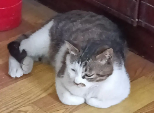 宠物猫能散养吗它知道回家吗视频
