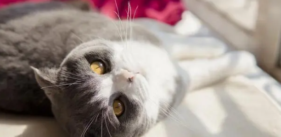 猫咪吐黄色溶液是为什么呢 猫咪吐黄色溶液是为什么呢