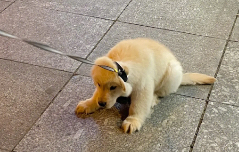 狗狗为什么赖着不走 狗狗为什么赖着不走