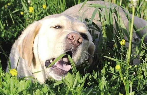 狗狗为什么总是要吃草怎么回事