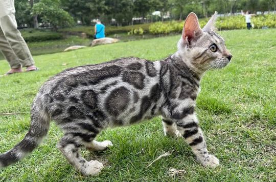 孟加拉豹猫凶吗