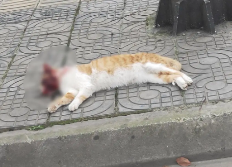 路上看见死猫是不祥之兆吗