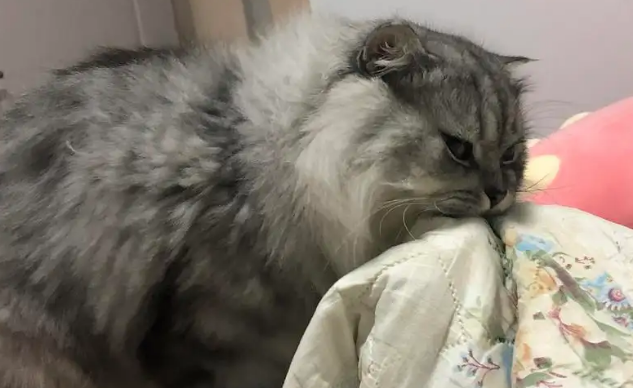 猫咪喜欢踩被子吗 猫咪喜欢踩被子吗