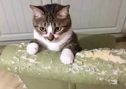 猫咪为什么会用爪子抓家具呢