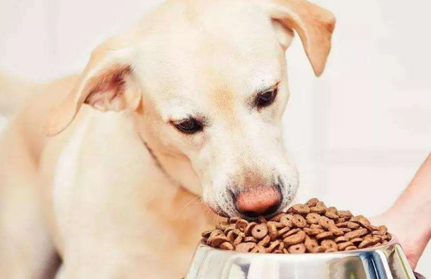 狗粮用怎么做的?你知道吗? 狗粮用怎么做的?你知道吗?